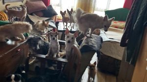 Kocaeli’de ekipler bir evden 55 hayvanı kurtardı