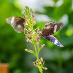 Konya’nın Turizm Yıldızı: Konya Tropikal Kelebek Bahçesi 2025’te 603 bin, toplamda 4 milyon 136 bin 888 ziyaretçiyi ağırladı