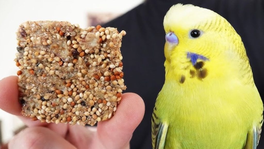 Kuşlar bayılıyor! Muhabbet kuşları için sağlıklı ballı çubuk tarifi