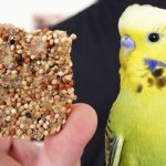 Kuşlar bayılıyor! Muhabbet kuşları için sağlıklı ballı çubuk tarifi