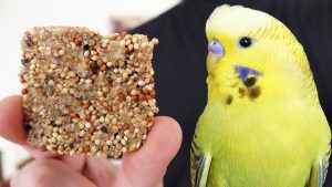 Kuşlar bayılıyor! Muhabbet kuşları için sağlıklı ballı çubuk tarifi