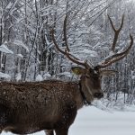 Kuzuyayla’da kış manzarası: Karlar arasında kızılgeyik