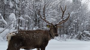 Kuzuyayla’da kış manzarası: Karlar arasında kızılgeyik