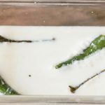 “Mayam yok” derdi bitti: İçine 2 tane atın, kalıp gibi yoğurt yapın…