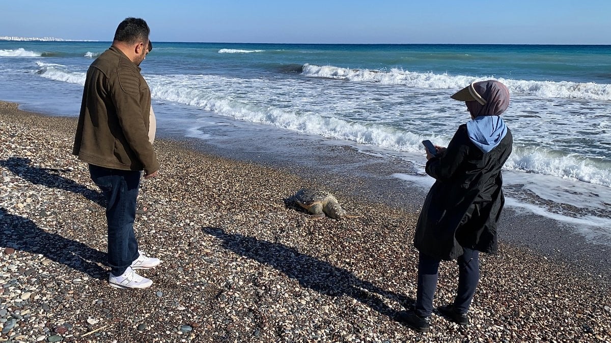 Mersin sahilinde 2 günde 2 caretta caretta telef oldu