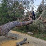 Muğla’da etkisini sürdüren fırtına ağaçları devirdi