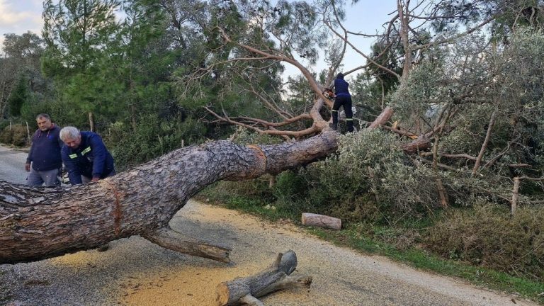 Muğla’da etkisini sürdüren fırtına ağaçları devirdi