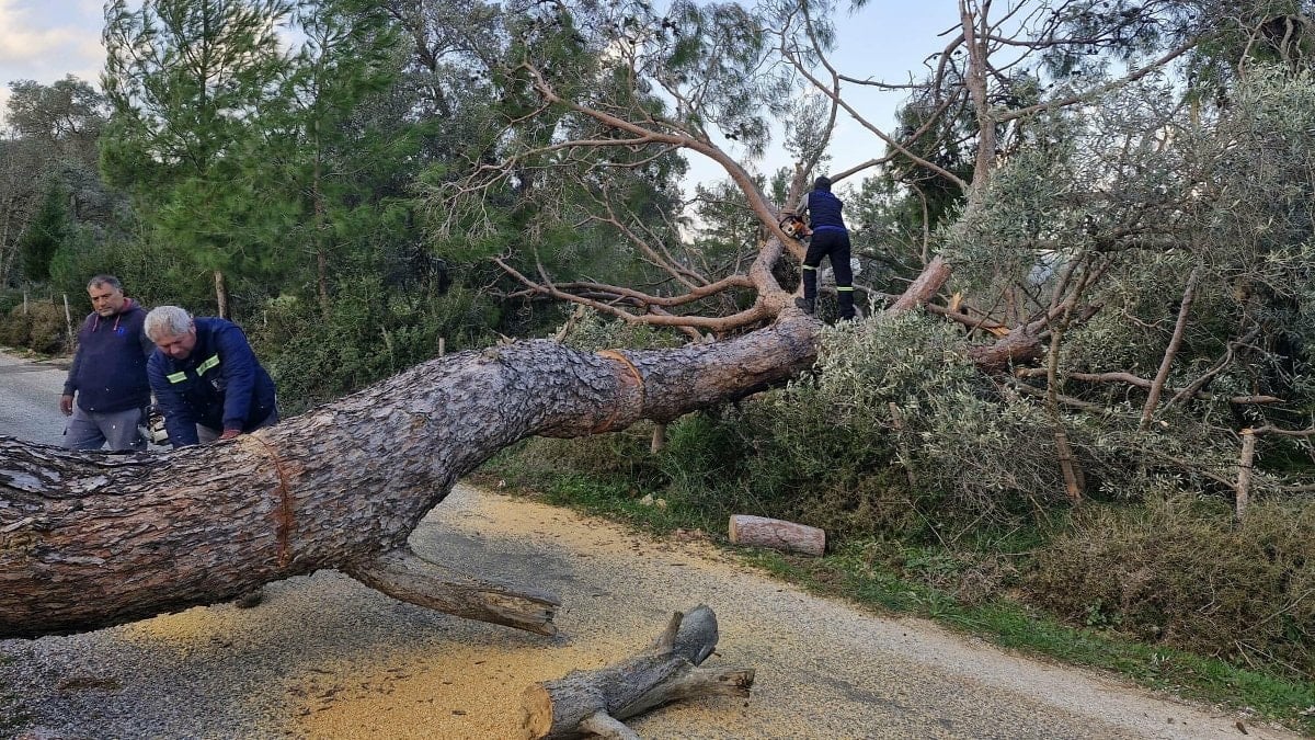 Muğla’da etkisini sürdüren fırtına ağaçları devirdi