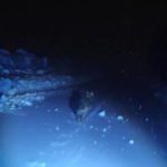 Muş’ta görüntülemek istedikleri kurt saldırdı: Araçlarına binerek kurtuldular