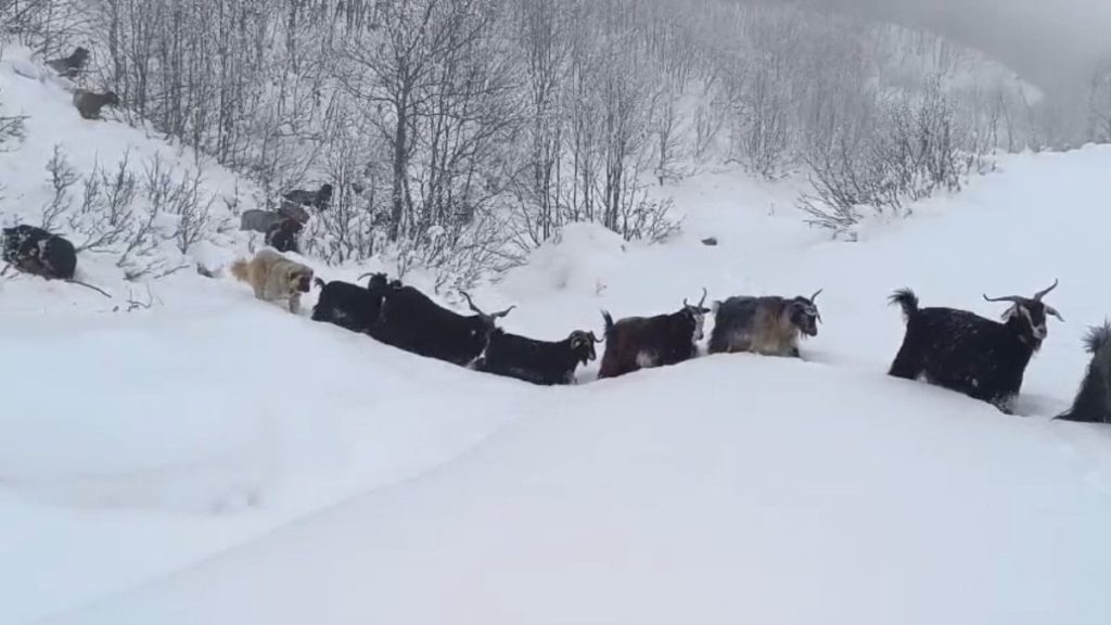 Muş’ta yaban domuzunun saldırısına uğrayan çoban kamerada