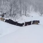 Muş’ta yaban domuzunun saldırısına uğrayan çoban kamerada