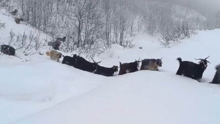 Muş’ta yaban domuzunun saldırısına uğrayan çoban kamerada