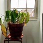 Öldü diye sakın çöpe atmayın! Kuruyan bitkileri hayata döndüren o mucize yöntem