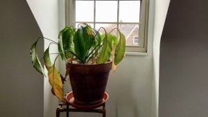 Öldü diye sakın çöpe atmayın! Kuruyan bitkileri hayata döndüren o mucize yöntem