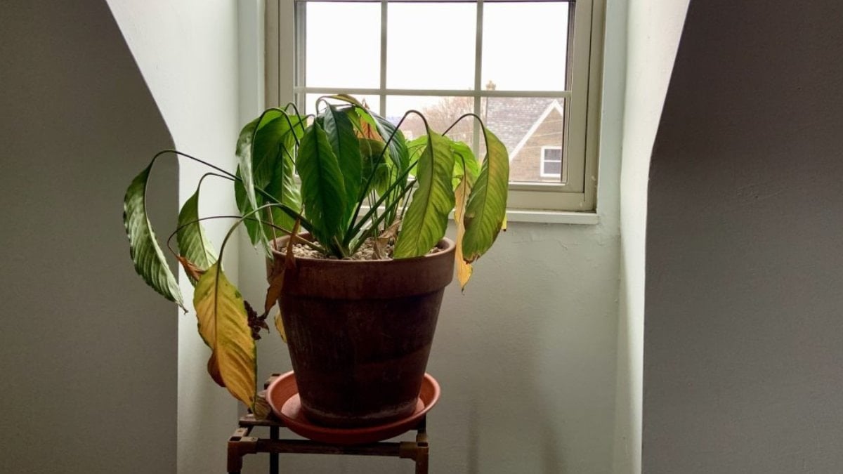 Öldü diye sakın çöpe atmayın! Kuruyan bitkileri hayata döndüren o mucize yöntem