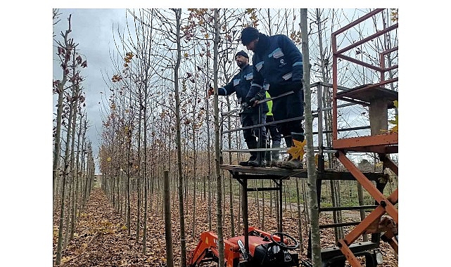 On binlerce bitki Büyükşehir fidanlığında yetişiyor