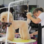 Pet İzmir 2026 Fuarı – Evcil Hayvan Sektörünün Buluşma Noktası