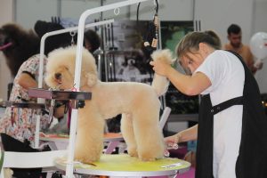 Pet İzmir 2026 Fuarı – Evcil Hayvan Sektörünün Buluşma Noktası