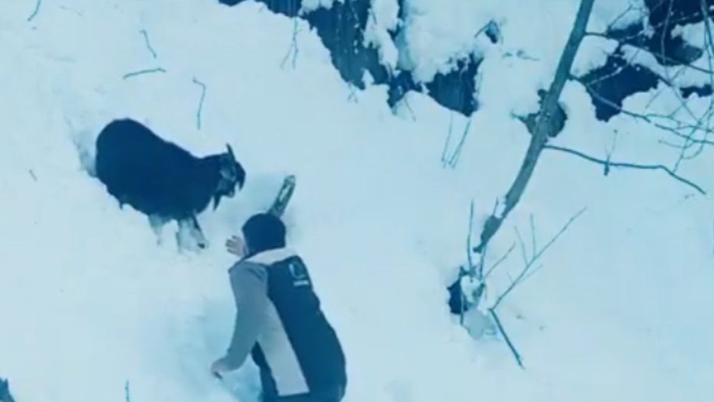 Rize’de karlar arasında kalan keçiye ekipler yetişti