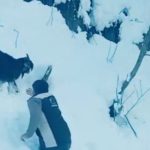 Rize’de karlar arasında kalan keçiye ekipler yetişti