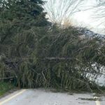 Sakarya’da şiddetli rüzgar etkili oldu: Ağaçlar devrildi