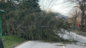 Sakarya’da şiddetli rüzgar etkili oldu: Ağaçlar devrildi