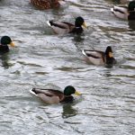 Sibirya’dan göç eden yeşilbaşlı ördekler Çoruh Nehri’nde