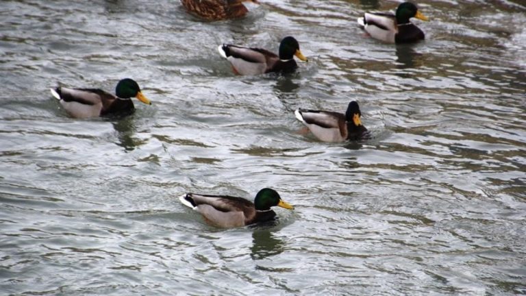 Sibirya’dan göç eden yeşilbaşlı ördekler Çoruh Nehri’nde