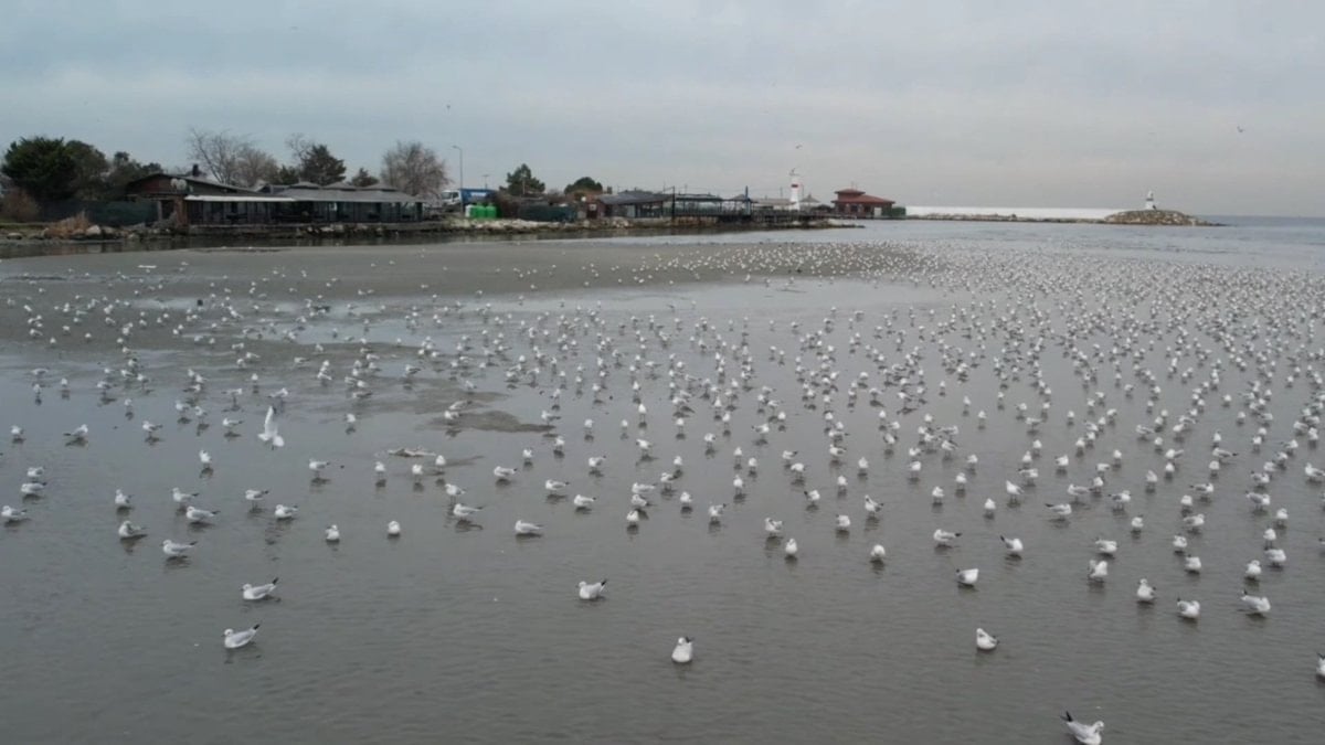 Silivri ve Avcılar’da deniz metrelerce çekildi