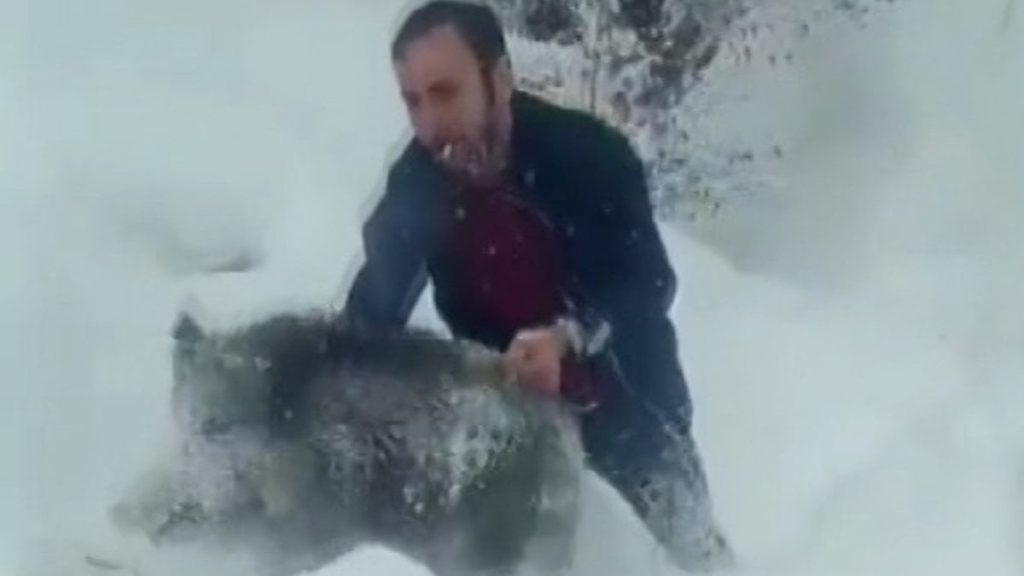 Sinop’ta eliyle domuz yakalayan kişiye 15 bin TL para cezası