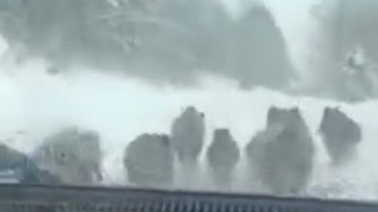 Sinop’ta yavru domuzu eliyle yakaladı