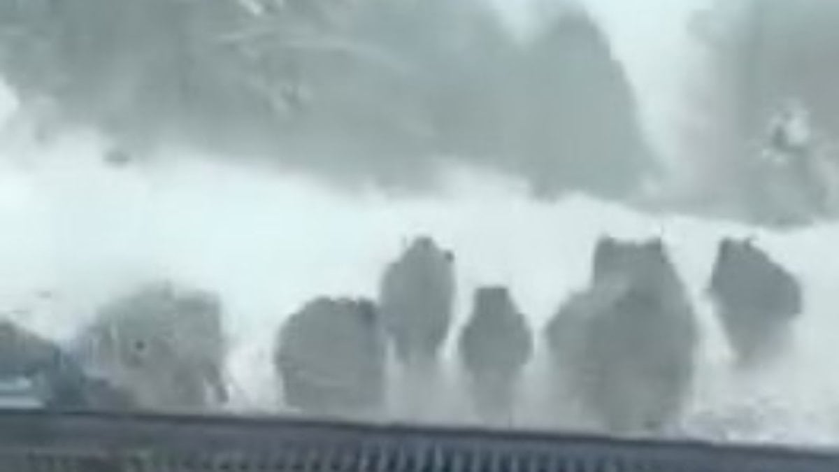 Sinop’ta yavru domuzu eliyle yakaladı