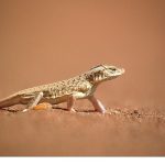 ‘Sıra Dışı Canlılar Özel’, 11 Ocak Pazar 20.00’de National Geographic WILD Ekranlarında İzleyicilerle Buluşuyor!