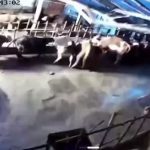 Sivas’ta ahır çöktü: O anlar güvenlik kamerasına yansıdı
