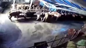 Sivas’ta ahır çöktü: O anlar güvenlik kamerasına yansıdı