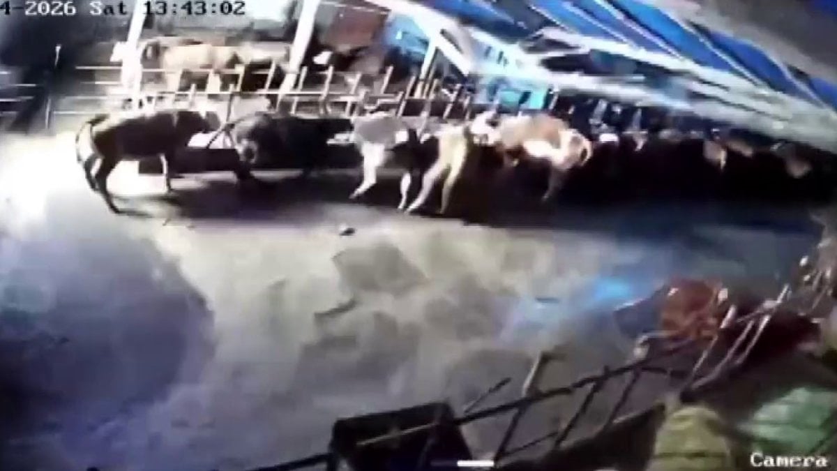 Sivas’ta ahır çöktü: O anlar güvenlik kamerasına yansıdı