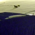 Sivas’ta kurtlarla dövüşen köpekten geriye postu kaldı