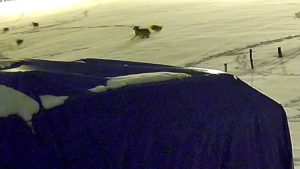 Sivas’ta kurtlarla dövüşen köpekten geriye postu kaldı