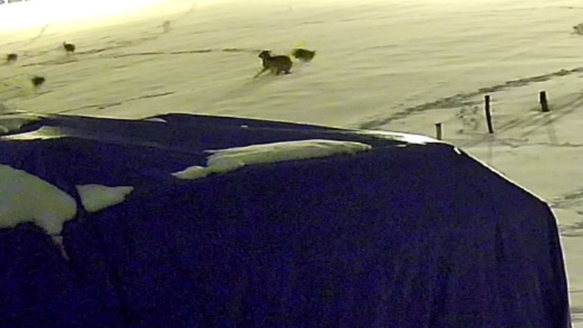 Sivas’ta kurtlarla dövüşen köpekten geriye postu kaldı