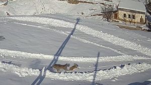 Sivas’ta yaban hayvanlarının mesken tuttuğu köy