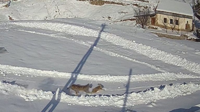 Sivas’ta yaban hayvanlarının mesken tuttuğu köy