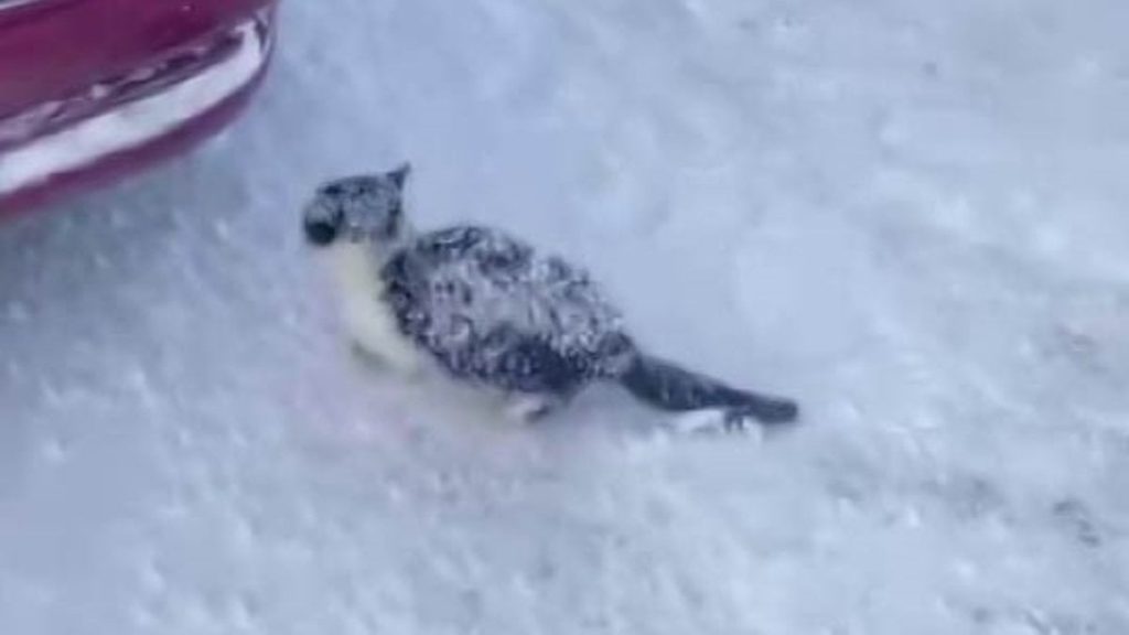 Sivas’ta yürek ısıtan kurtarma: Donmak üzere olan yavru kedi hayata tutundu