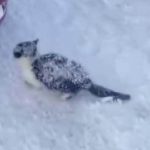 Sivas’ta yürek ısıtan kurtarma: Donmak üzere olan yavru kedi hayata tutundu