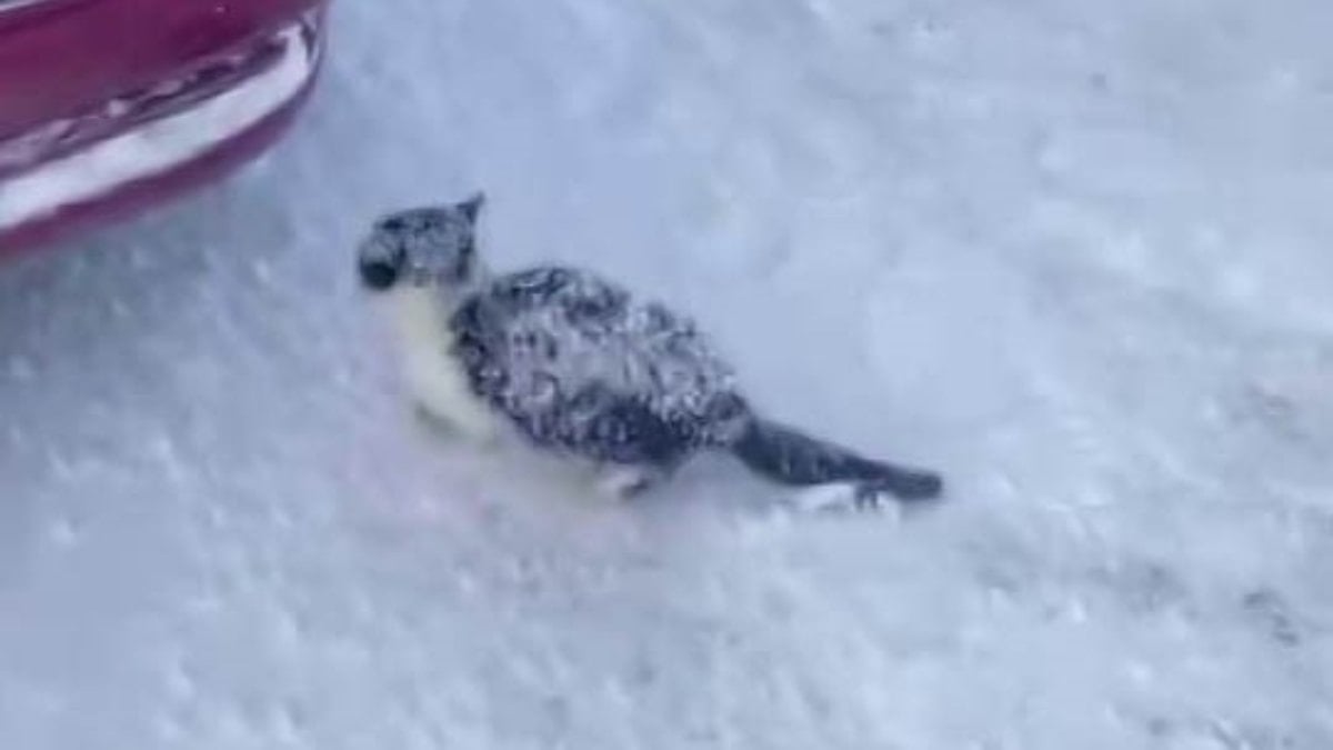 Sivas’ta yürek ısıtan kurtarma: Donmak üzere olan yavru kedi hayata tutundu