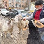 Tekirdağ’da keçileriyle ilgi odağı oldu
