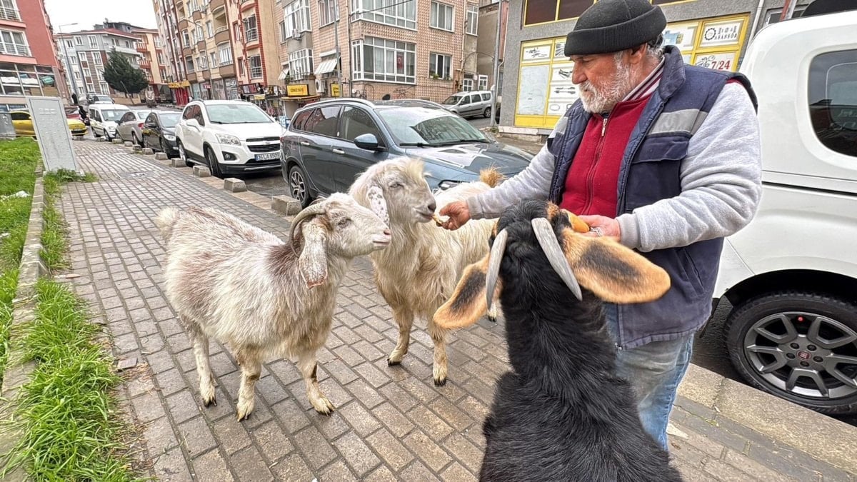Tekirdağ’da keçileriyle ilgi odağı oldu