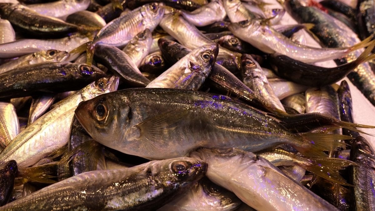 Trabzon’da kar ve fırtına nedeniyle balık tezgahlarında çeşitlilik azaldı