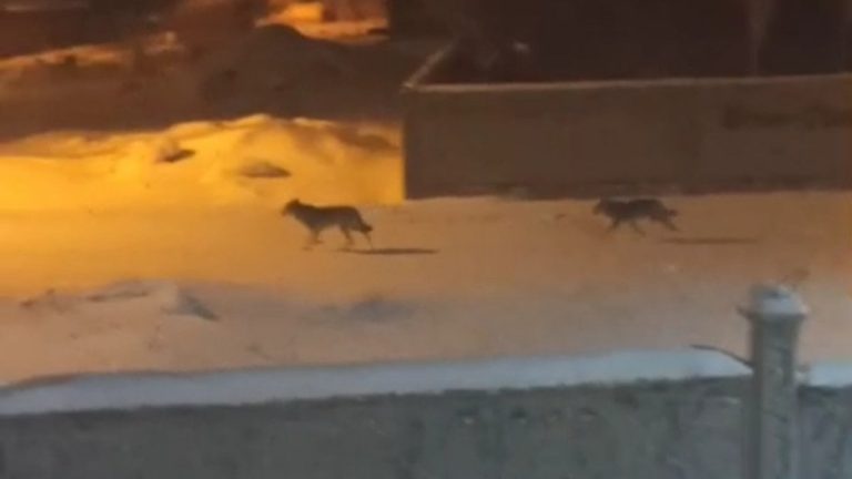 Van’da aç kurtlar sokaklarda