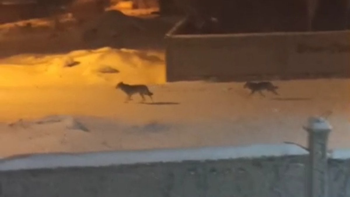 Van’da aç kurtlar sokaklarda