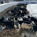 Van’da ev ve ahırlara kardan tünellerden geçerek ulaşıyorlar